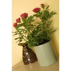 Craig & Rose 1829 Chalky Matt Emulsion Paint Beauvais Cream - 750ml -Rust-Oleum Store 12819449 8224833222813651